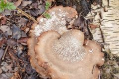 birch polypore, Park Wood.