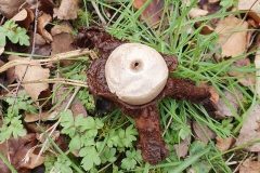 earthstar and town hall clock, Park Wood.