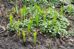 flag irises and cellandines, Park Wood.