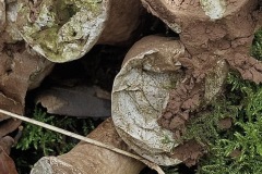 stump puffball, Park Wood.