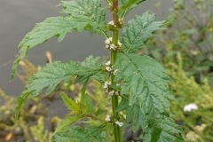 Gypsywort