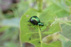 Dock Beetle female swollen with eggs, Sykehouse Meadows.