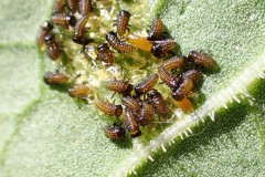 Dock Beetle larvae, Sykehouse Meadows.