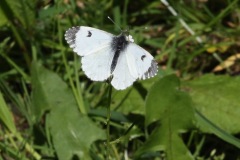 Female Orange Tip butterfly, Sykehouse Meadows.