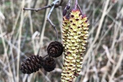 Alder flowers. Brodsworth Community Woodland.