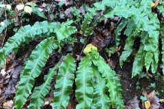 Hart's Tongue fern. Brodsworth Community Woodland.