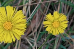 Coltsfoot, Brodsworth Community Woodland.