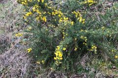 Gorse, Brodsworth Community Woodland.