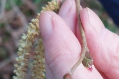 Hazel Flower, Brodsworth Community Woodland.