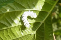 Figure 9. Instar of Alder sawfly, Yorkshire Arboretum.