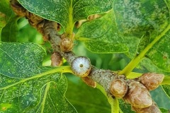 Figure 5. Andricus glandulae, Yorkshire Arboretum.