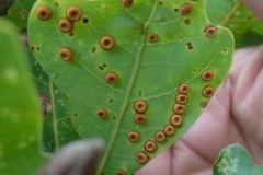 Figure 6. Silk button spangle galls, Yorkshire Arboretum.