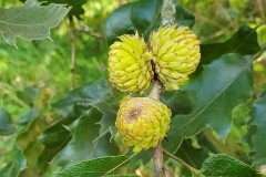 Figure 8 Acorns on Quercus macrolepis, Yorkshire Arboretum.