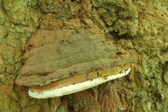 Figure 2. Southern bracket, Yorkshire Arboretum.