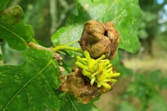 Figure 3. Andricus grossulariae asexual generation, Yorkshire Arboretum.