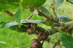 Figure 4. Andricus grossulariae asexual generation, Yorkshire Arboretum.