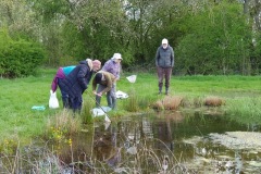 Pond Dippers