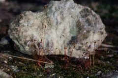 Flamingo Moss-Brancliffe Quarry. Photo by Louise Hill (25 Nov 2023)