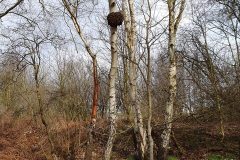 Crown Gall, Park Wood.