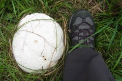 Photo 1 - Giant Puffball. Photo by Tricia Haigh