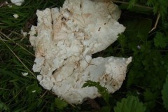 Photo 2 - Giant Puffball. Photo by Tricia Haigh