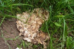 Photo 3 - Giant Puffball. Photo by Tricia Haigh