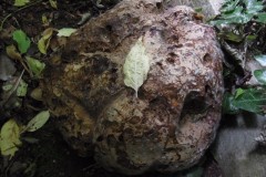 Photo 4 - Giant Puffball. Photo by Tricia Haigh