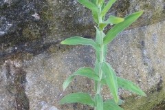 Hoary Willowherb, Epilobium parviflorum, Finningley Churchyard.