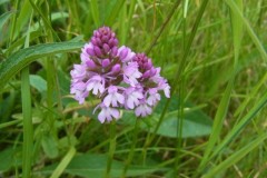 Pyramidal Orchids, Anacamptis pyramidalis., Finningley Churchyard. Photo by Tricia Haigh