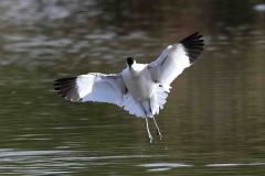 Avocet - Recurvirostra avosetta, RSPB Adwick Washlands.