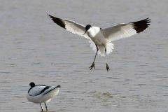 Avocet - Recurvirostra avosetta, RSPB Adwick Washlands.