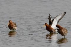 Black-tailed Godwit - Limosa limosa, RSPB Adwick Washlands. 