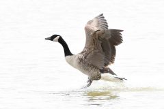 Canada Goose - Branta canadensis, RSPB Adwick Washlands.  