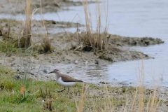 Common Sandpiper - Actitis hypoleucos , RSPB Adwick Washlands.