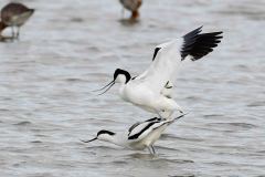 Avocet - Recurvirostra avosetta, RSPB Adwick Washlands.