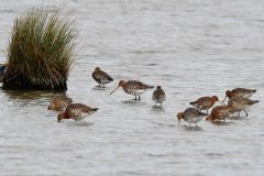 Black-tailed Godwit - Limosa limosa, RSPB Adwick Washlands. 