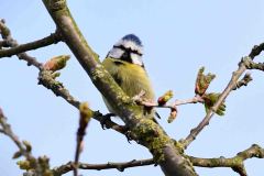 Blue Tit - Cyanistes caeruleus, RSPB Adwick Washlands. 