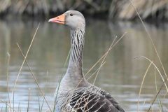 Greylag - Anser anser, RSPB Adwick Washlands. 