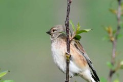 Linnet - Linaria cannabina, RSPB Adwick Washlands