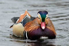 Mandarin - Aix galericulata, NT Longshaw.