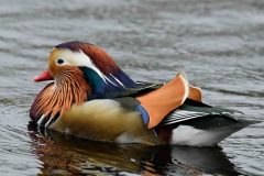 Mandarin - Aix galericulata, NT Longshaw.