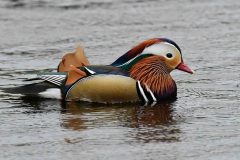 Mandarin - Aix galericulata, NT Longshaw.