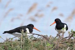 Oystercatcher - Haematopus ostralegus, Lound.