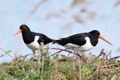 Oystercatcher - Haematopus ostralegus, Lound.