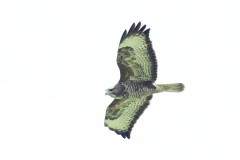 Buzzard - Buteo buteo, Harrycroft Quary, South Anston