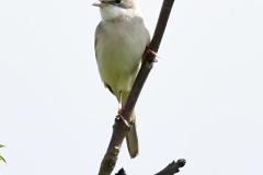 Greater Whitethroat - Sylvia communis, Harrycroft Quary, South Anston. 