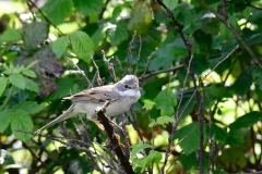 Greater Whitethroat - Sylvia communis, Harrycroft Quary, South Anston. 