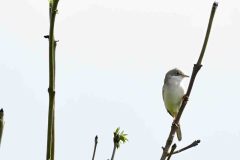 Greater Whitethroat - Sylvia communis, Harrycroft Quary, South Anston.