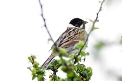 Reed Bunting - Emberiza schoeniclus, Harrycroft Quary, South Anston. 