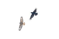 Raven (Corvus corax) chasing away a buzzard (Buteo buteo) from its territory.